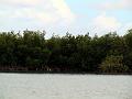 25 - Mangrove 067